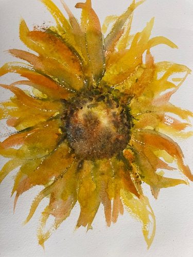 Debbie, Sunflower, watercolour.